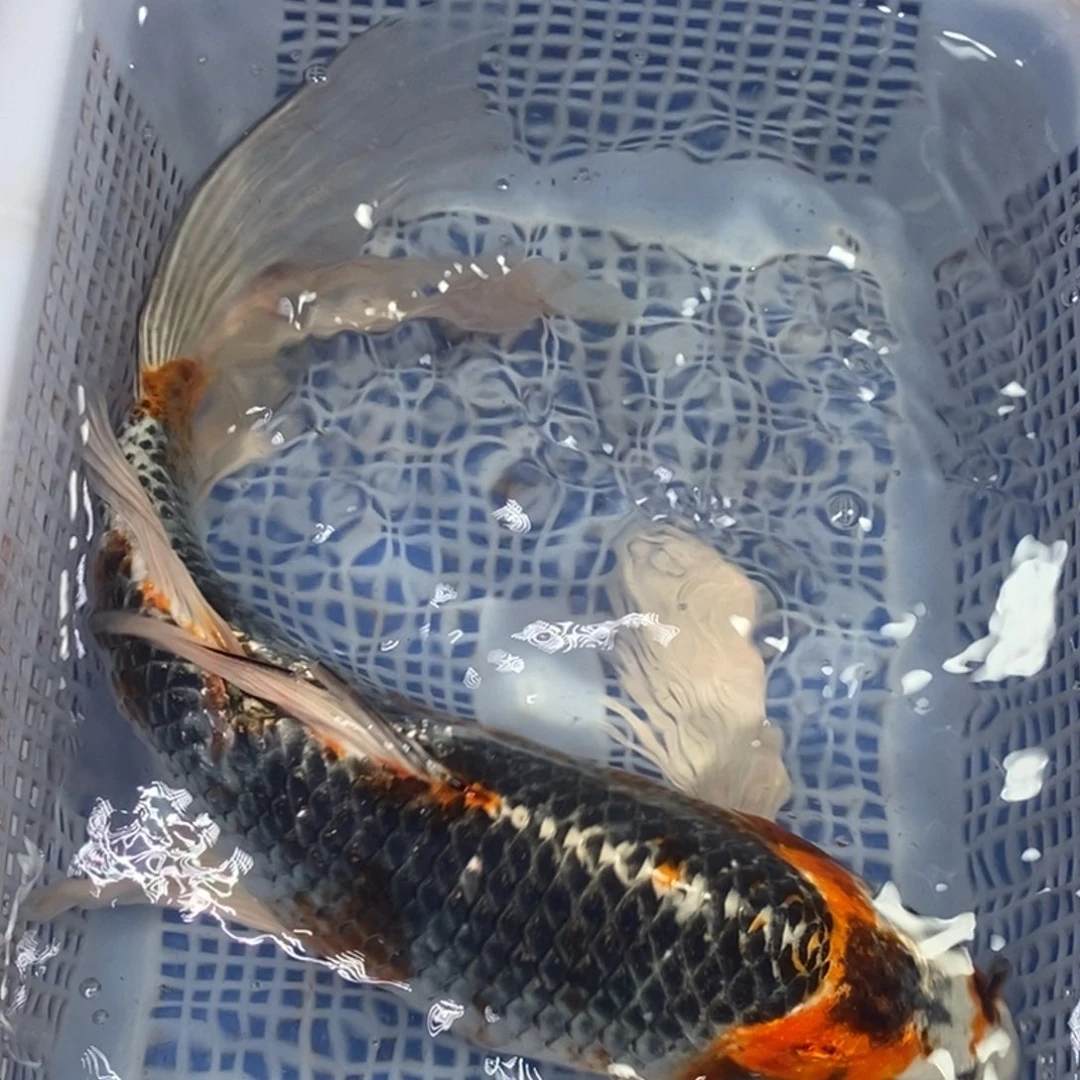 锦鲤冷水锦鲤包邮
