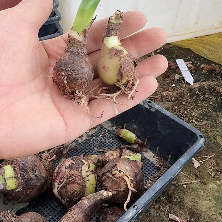 汤姆朱顶红一棵3.0