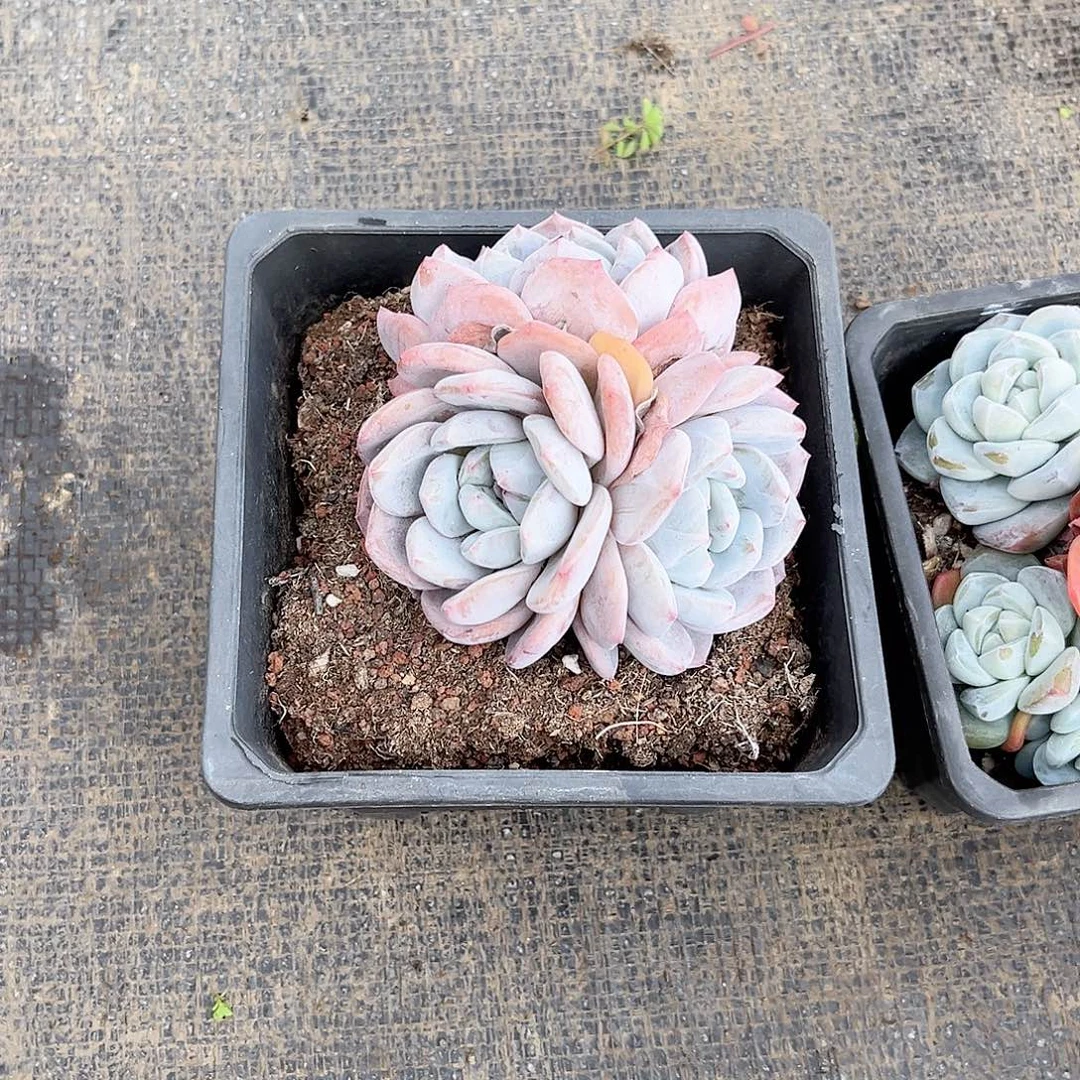 糖****胖大欣家的多肉 三头橙子