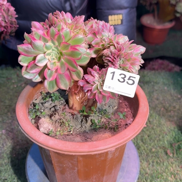 倾城法师锦 缀化135