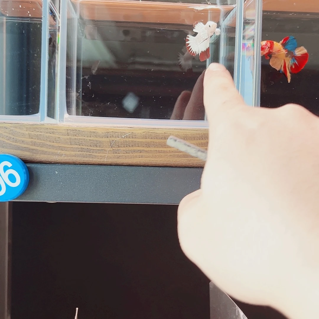 ****柿海水鱼宙斯斗鱼竞拍10-27