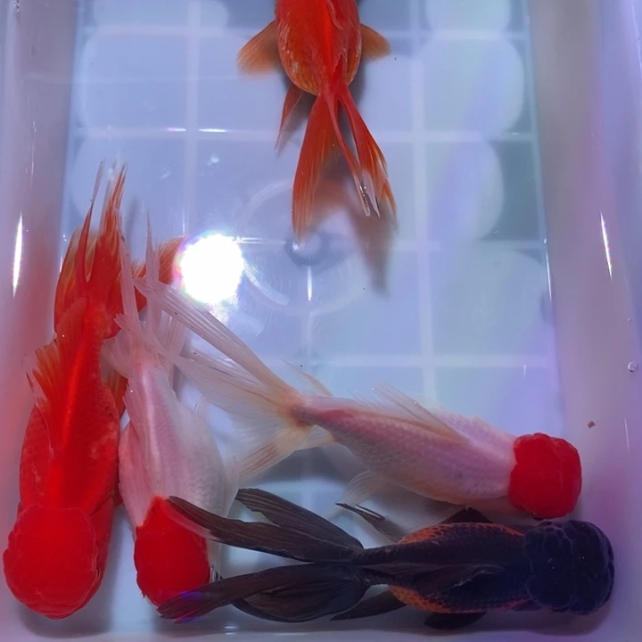 龙睛金鱼精品国狮五尾