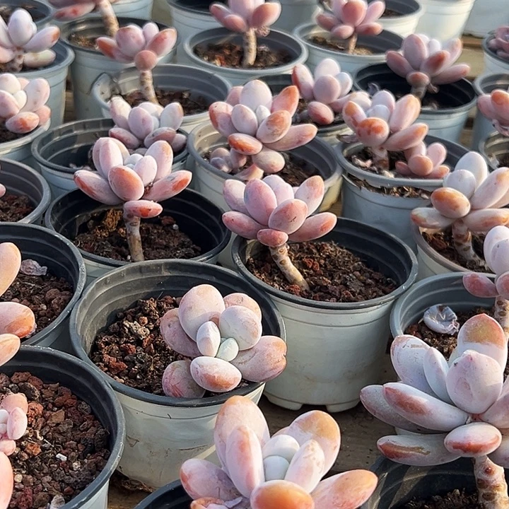 雪美人          福利多多