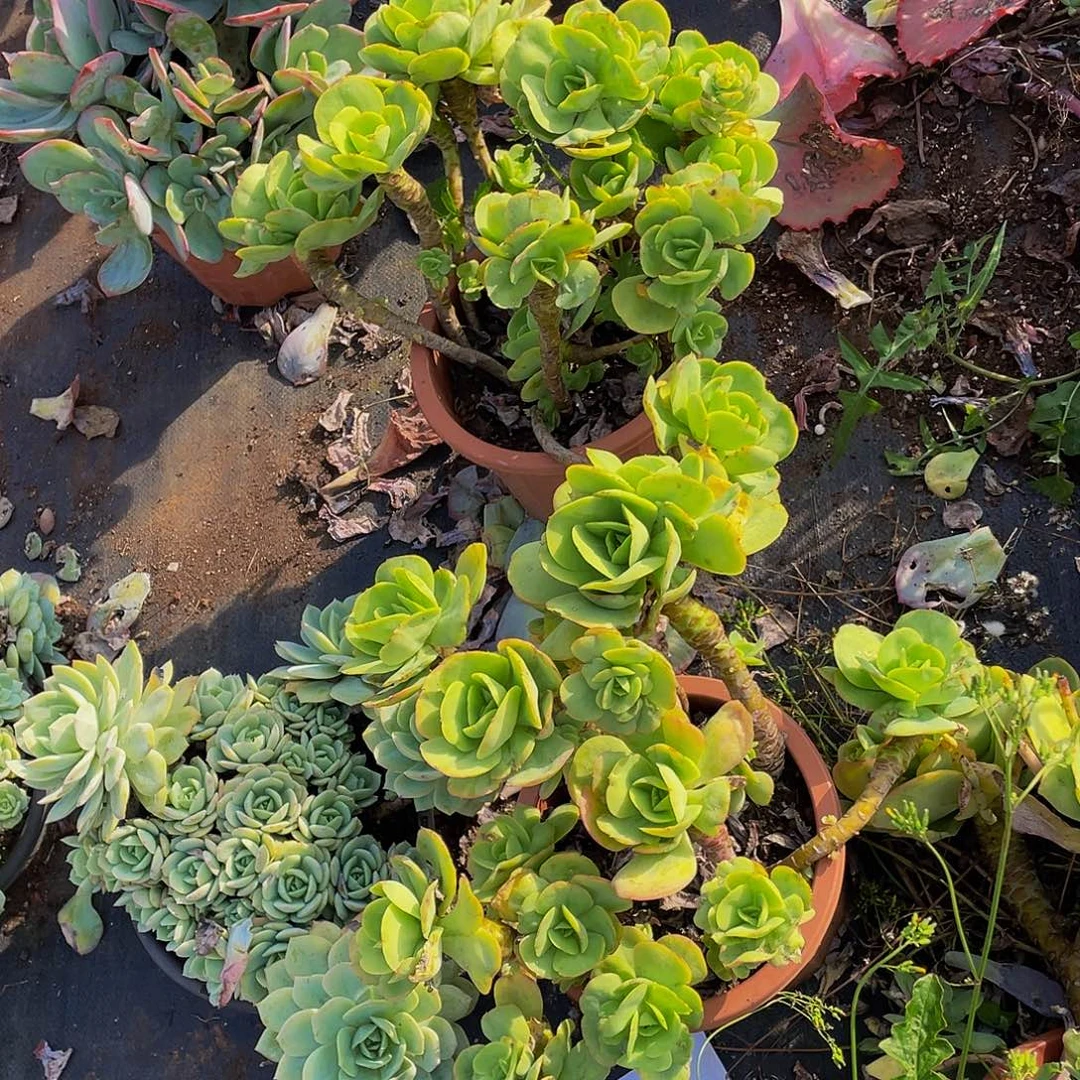 鸡蛋碧桃2颗特价组合50多肉老桩