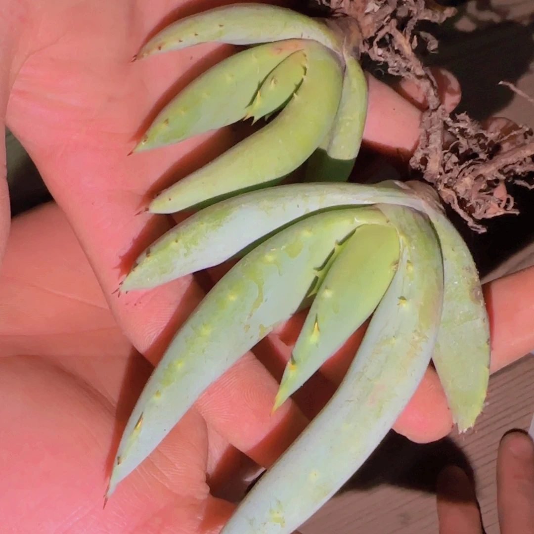 块根植物块根植物