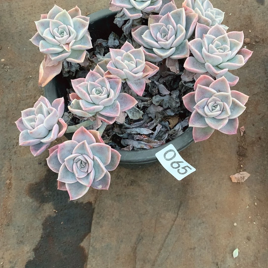 065哈利 一物一拍