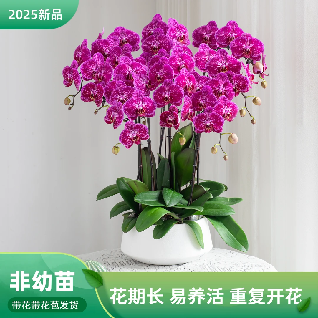 蝴蝶兰鲜花大花[夜光天使]开花株发货室内客厅花卉绿植盆栽室内