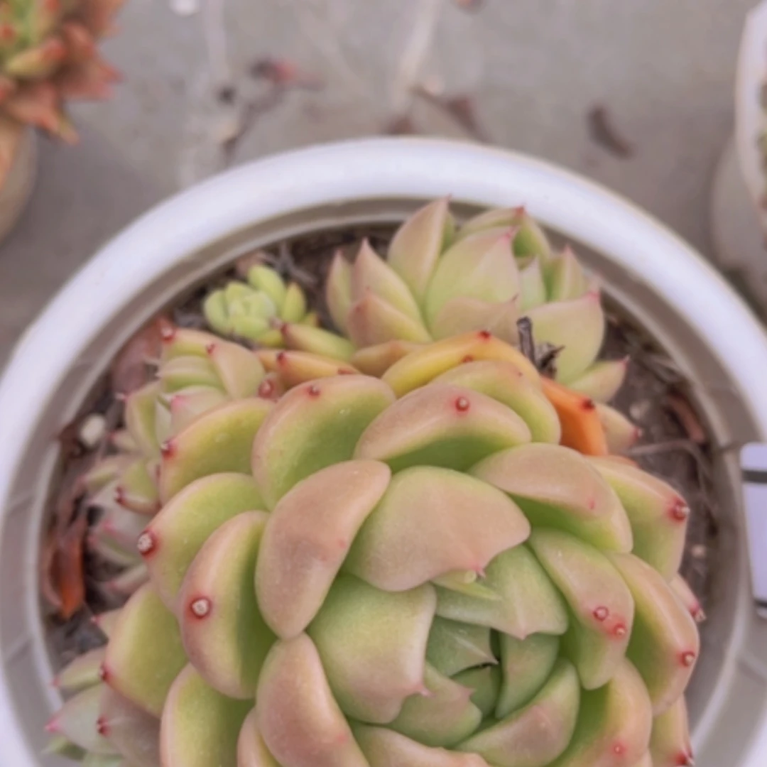 【闪购商品】白玫瑰04140