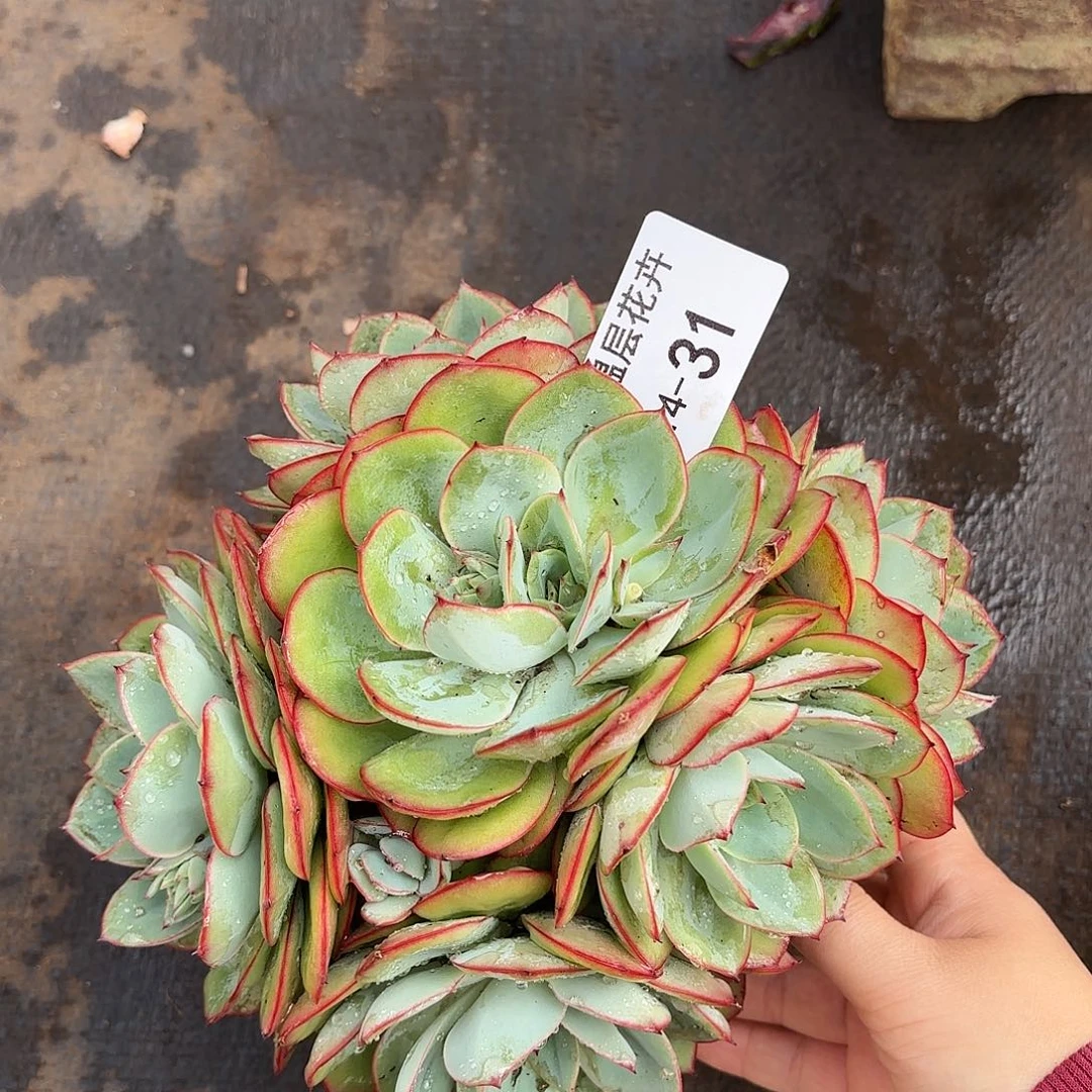 同温层多肉牡丹亭31