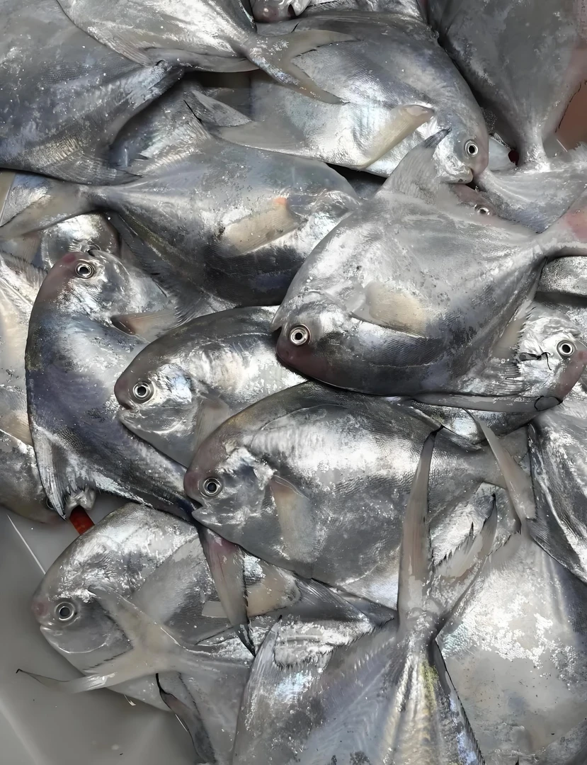 【4斤鲳鱼】台州流网小鲳鱼1斤6-7条白鲳银鲳东海野生顺丰包邮