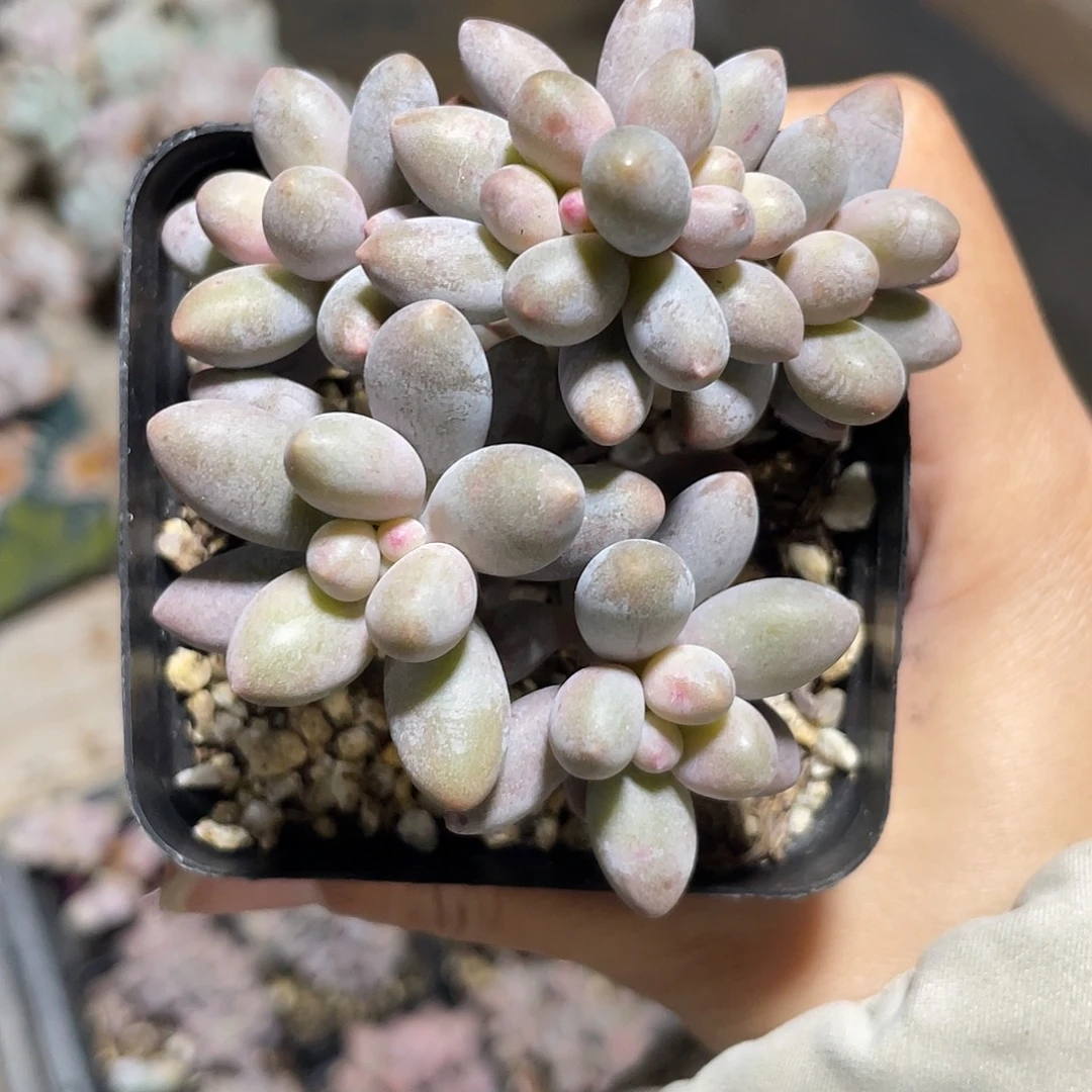 6头桃花奶。