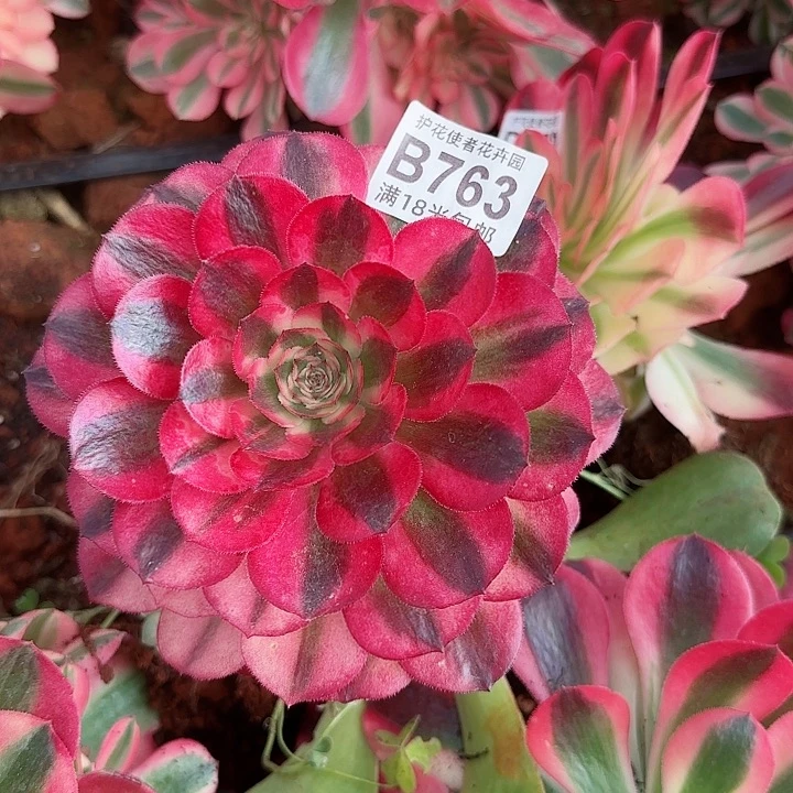 多肉 荔枝多肉法师植物