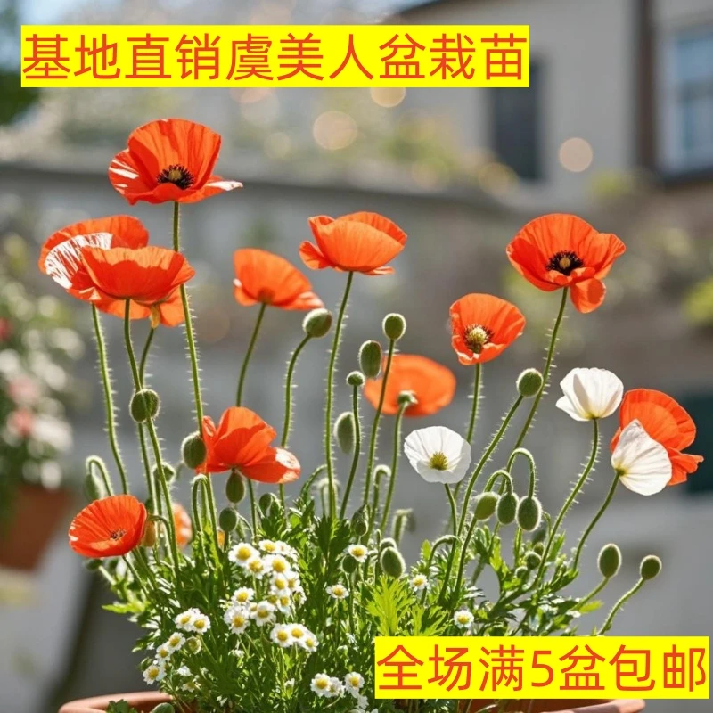 虞美人花盆栽种子花境植物冰岛庭院花园易活好养适合北方四季开花