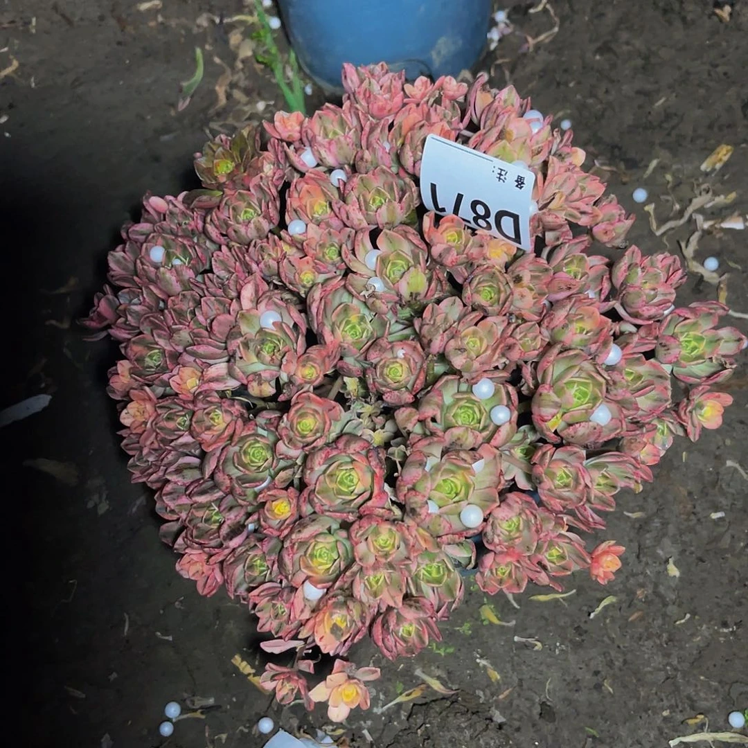 甜茶法师15–3包邮