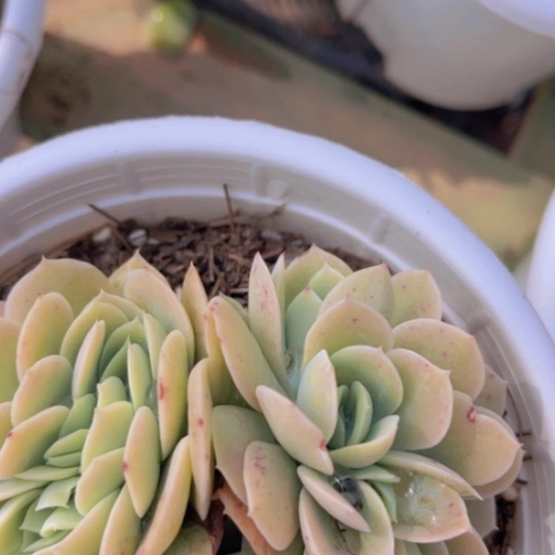 【闪购商品】星纳塔缀02152