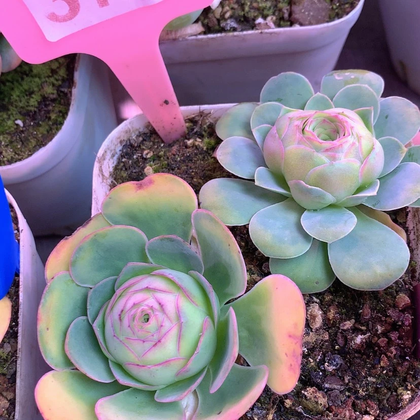 【闪购商品】yjj370混血