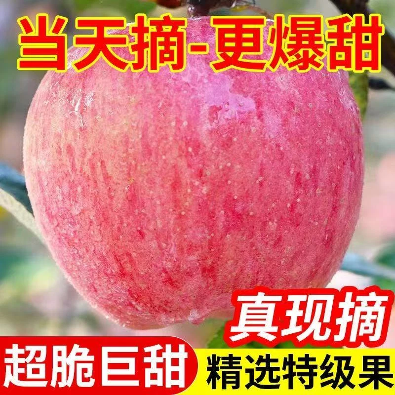 2025正宗山东红富士苹果脆甜多汁新鲜水果当季应季水果