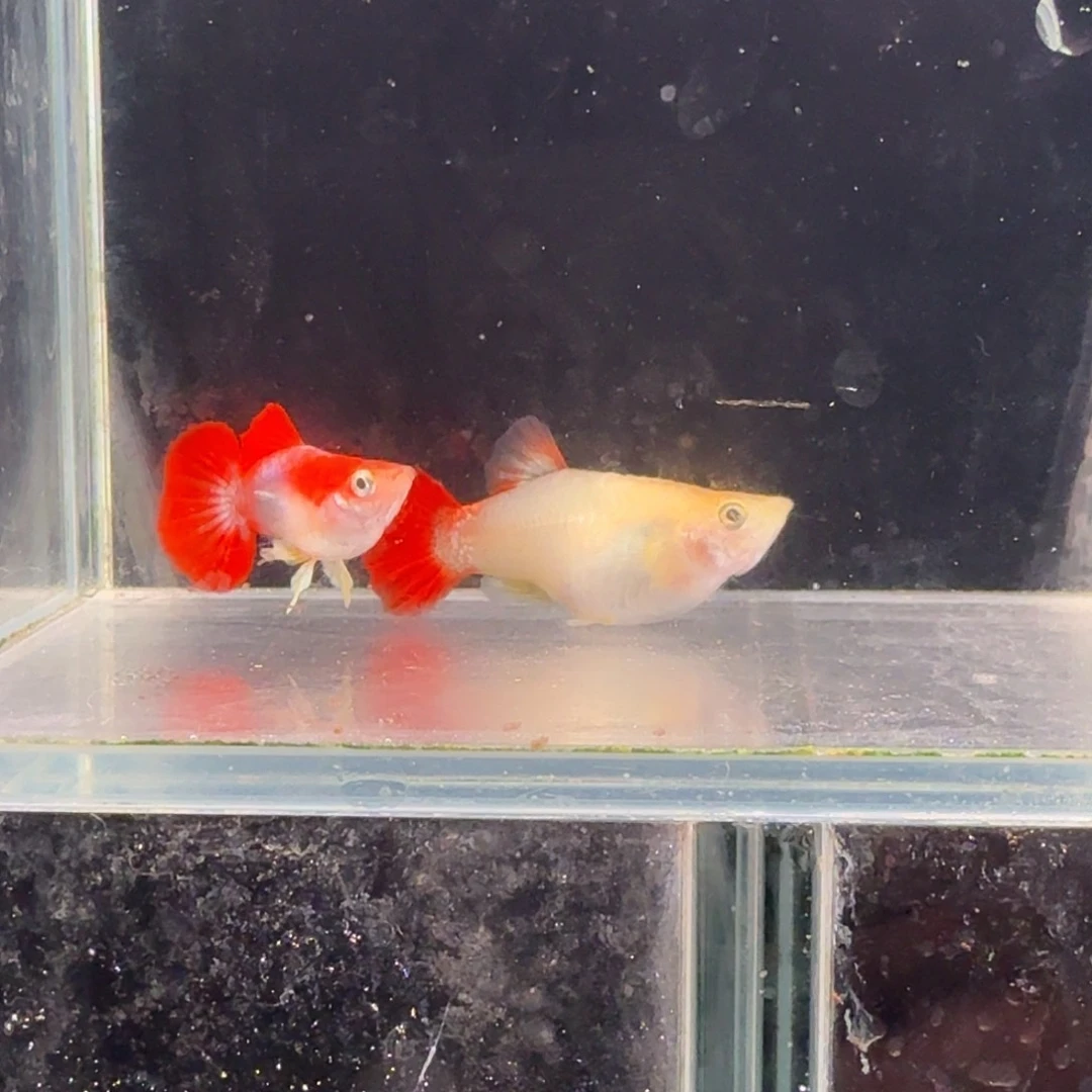 孔雀鱼黄爆球1对孔雀鱼