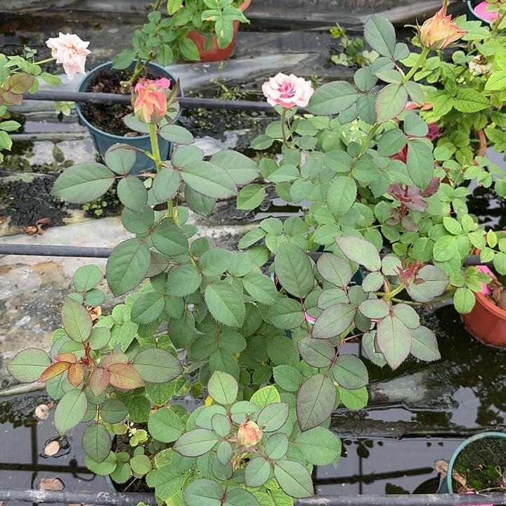 无花朵咖啡漩涡中苗