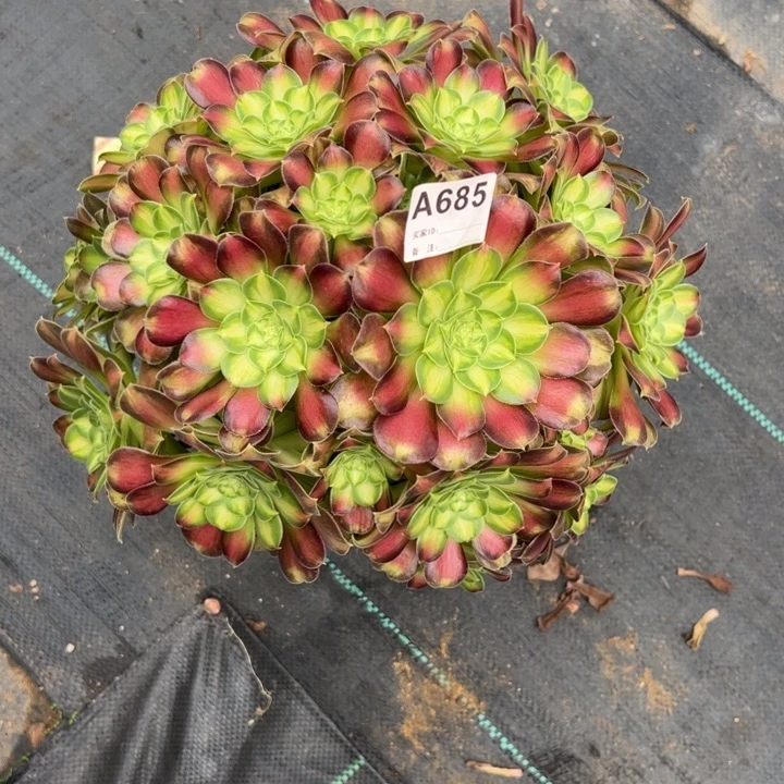 685韶华朵朵30厘米左右