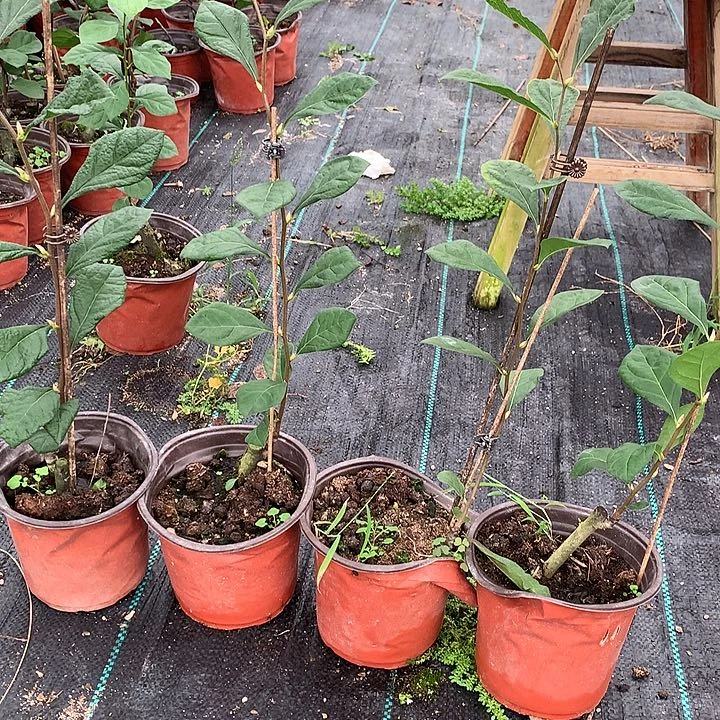 无花朵HS77号嫁接苗58.8