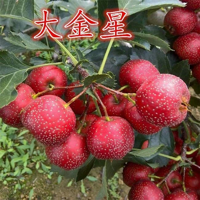 盆栽地栽大金星树苗