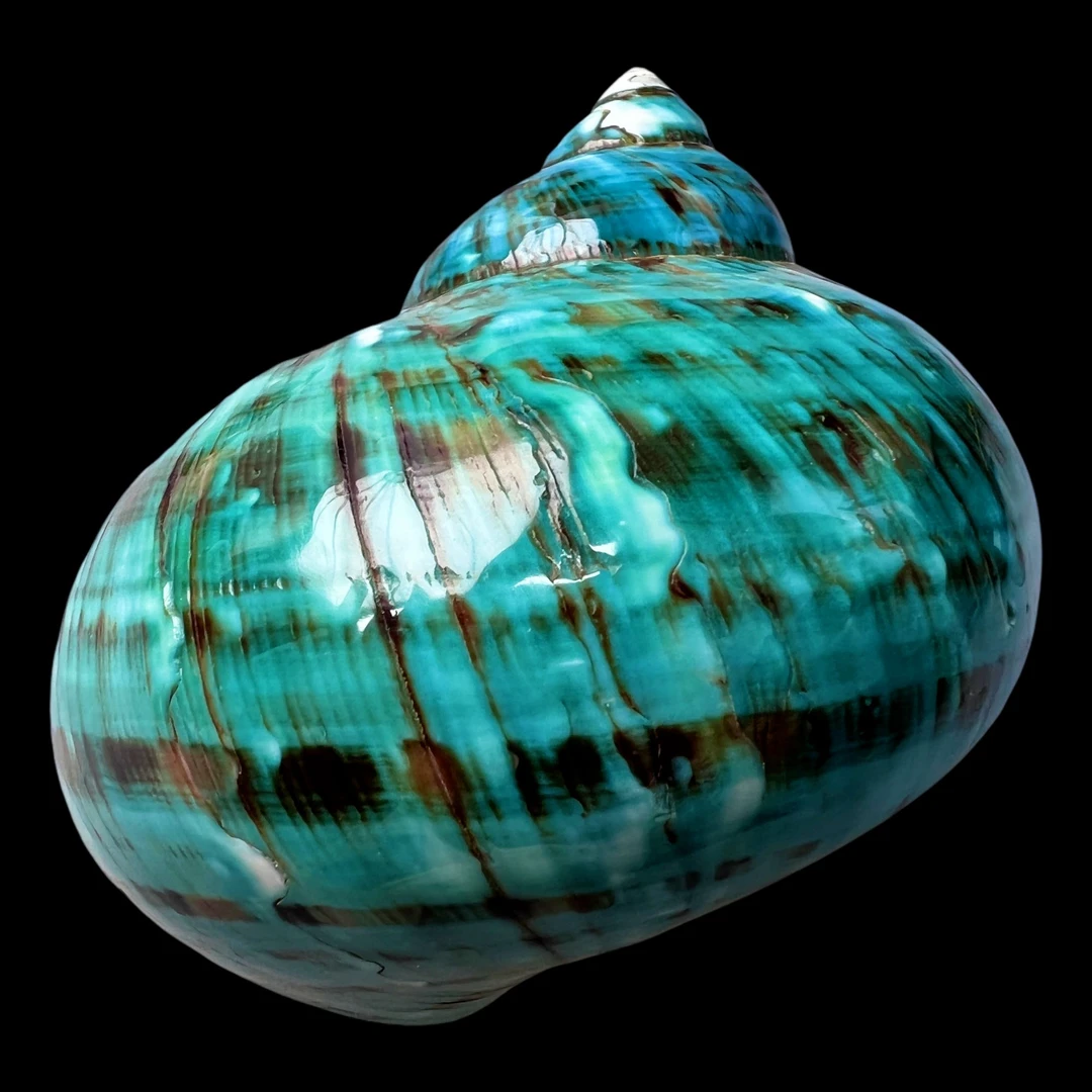 【帝王蝾螺（特大！精品）】90.7mm 赠1串杯托 天然贝壳 A120