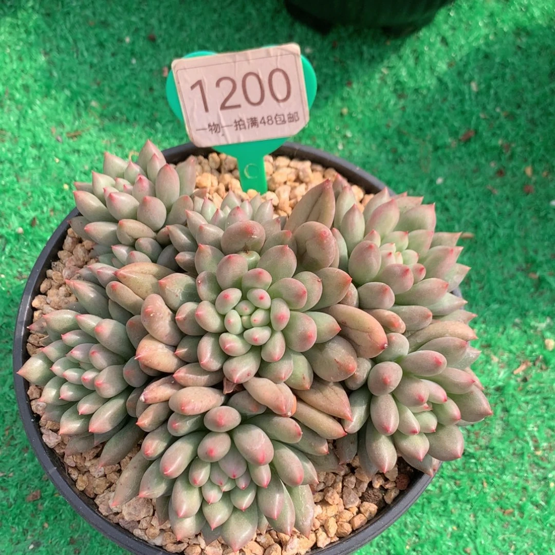 黄体岩字无砍平头1200