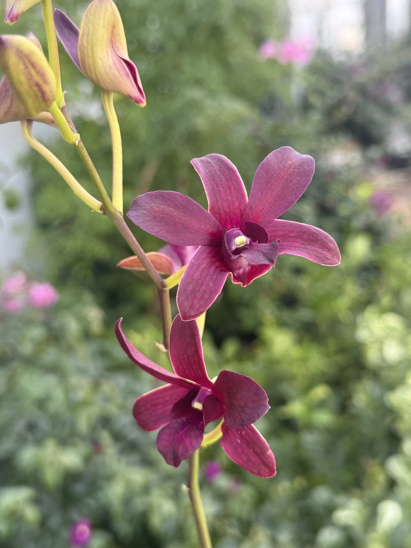 泰秋红钻【秋石斛】枣红色大花爆花好养花期长 云南鲜花绿植