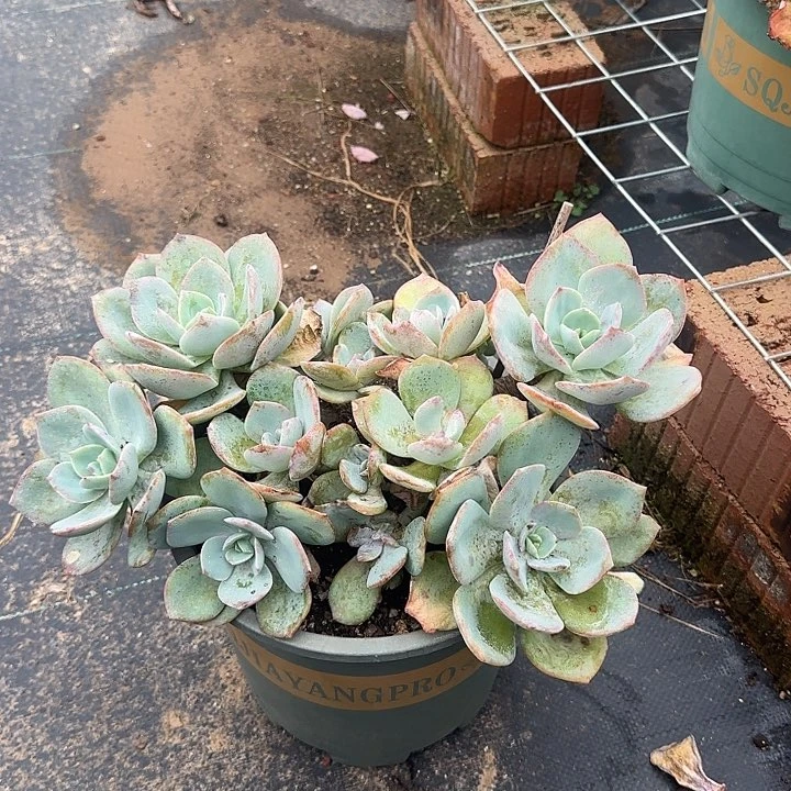 M**296不售后白凤脱土发货不退不换