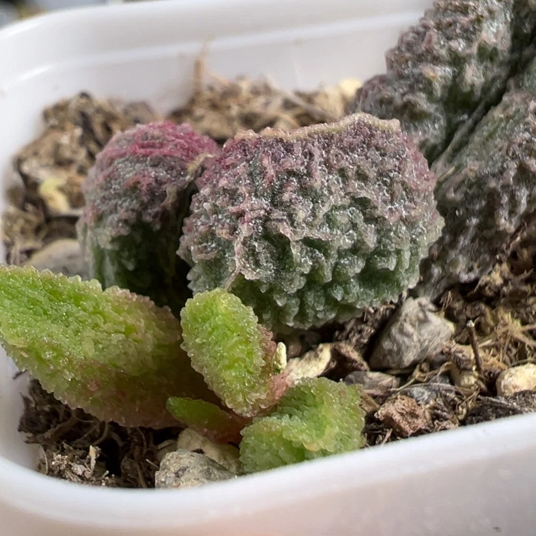 w冰晶纹款实生新品