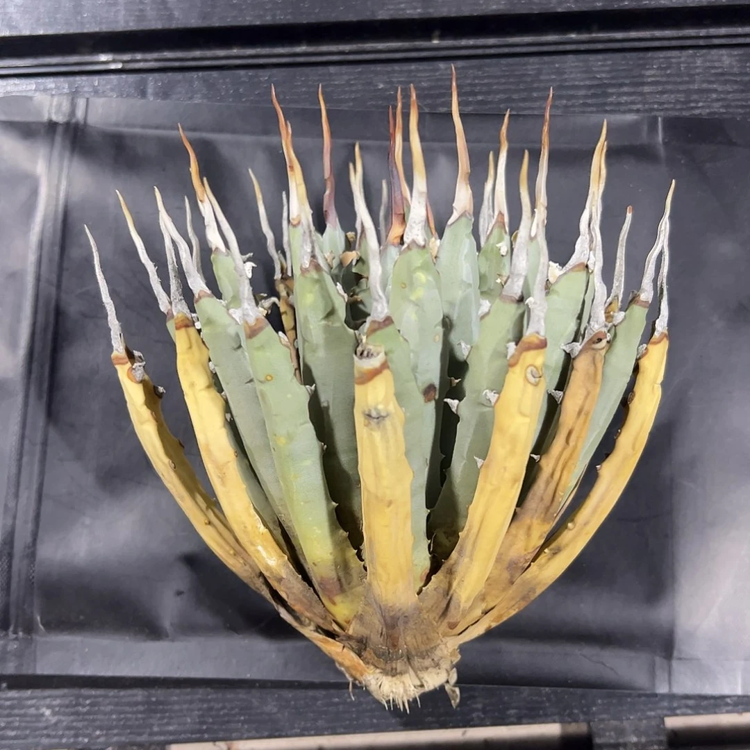 无花朵粉丝福利，650米，冠服15