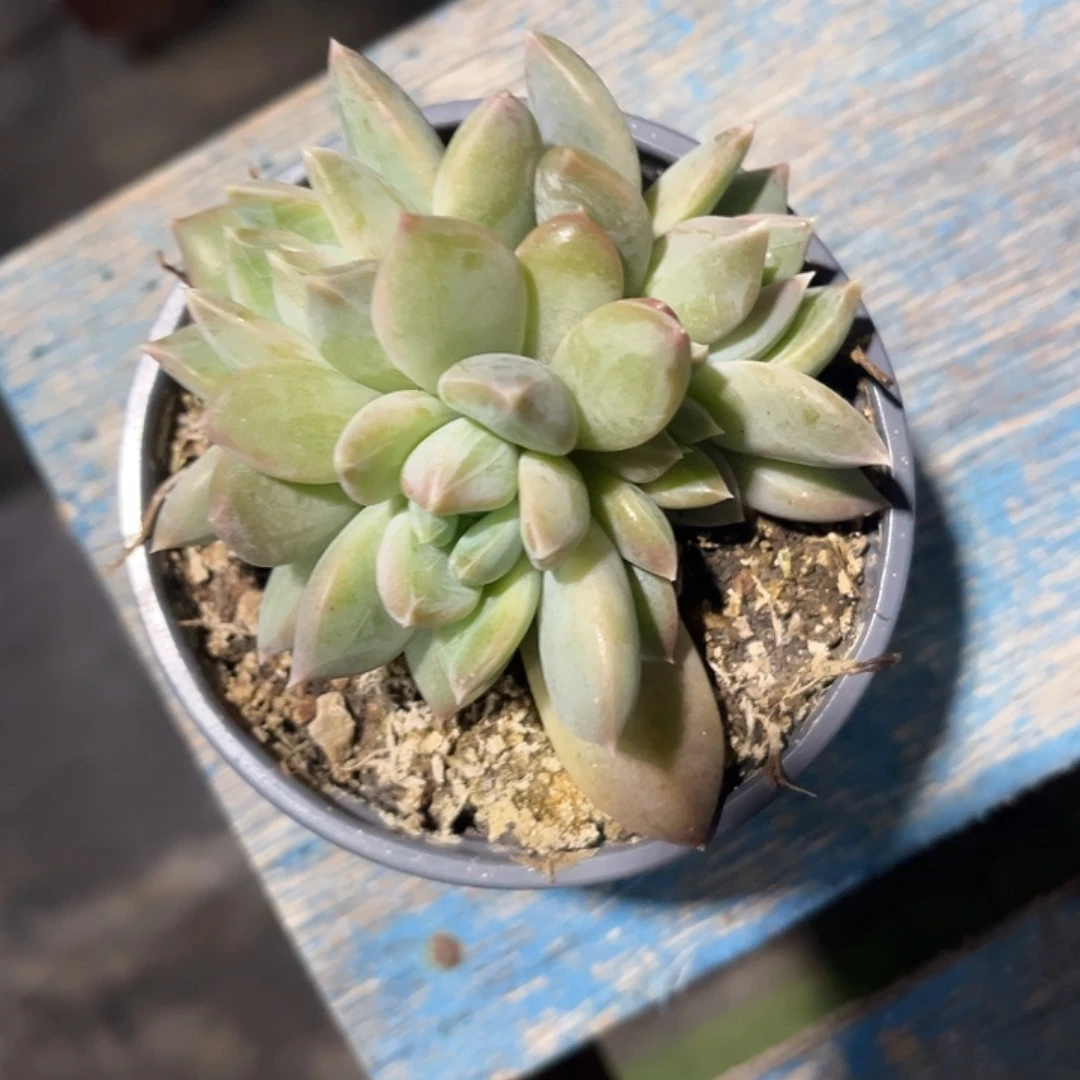 四头杂交 尺寸8厘米