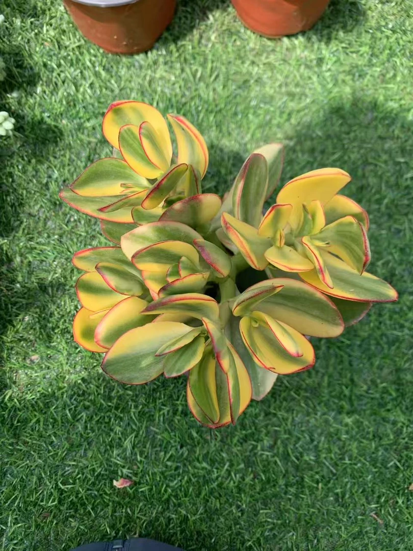 新花月锦多肉植物，满9.9包邮，云南军哥基地发货，好养护，耐旱
