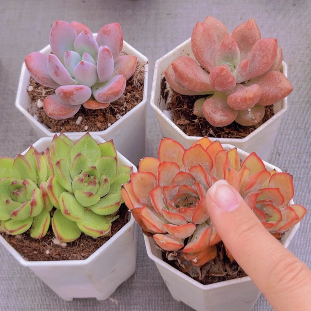 奥普。桃花源。 月亮石多头。菲娜娜