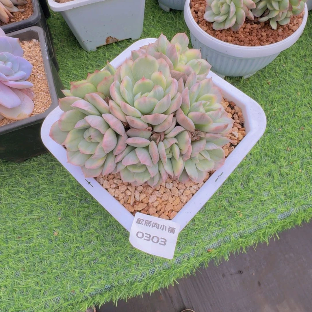 星****多肉植物草莓蛋糕锦群0303