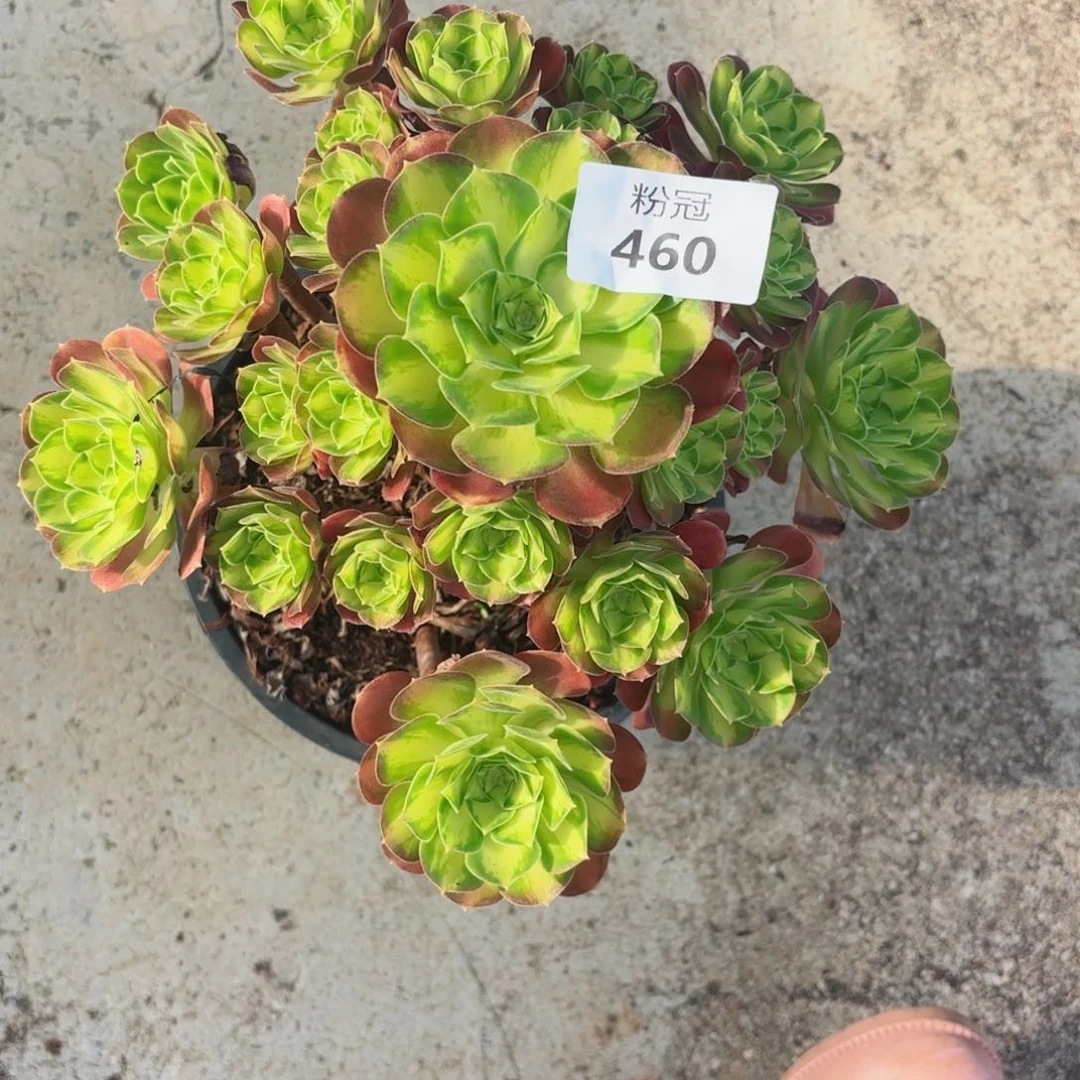 460 多肉植物法师锦