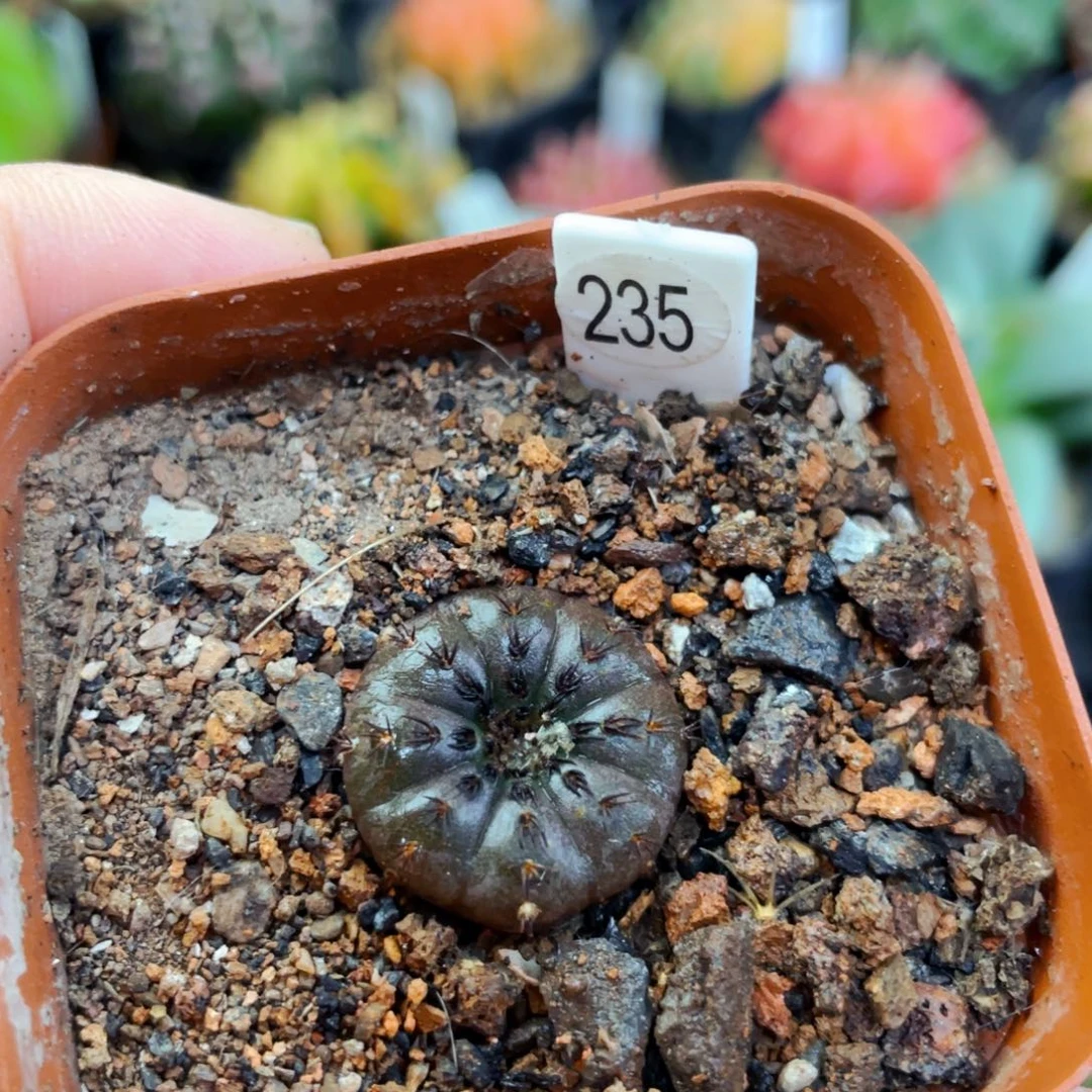 1.8cm 盆5公分满25包邮裸根发货