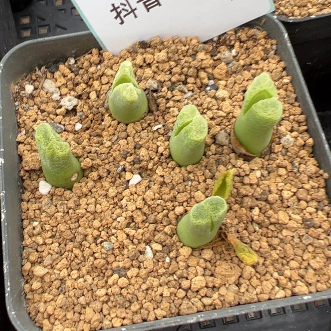 2-28肉锥多肉植物