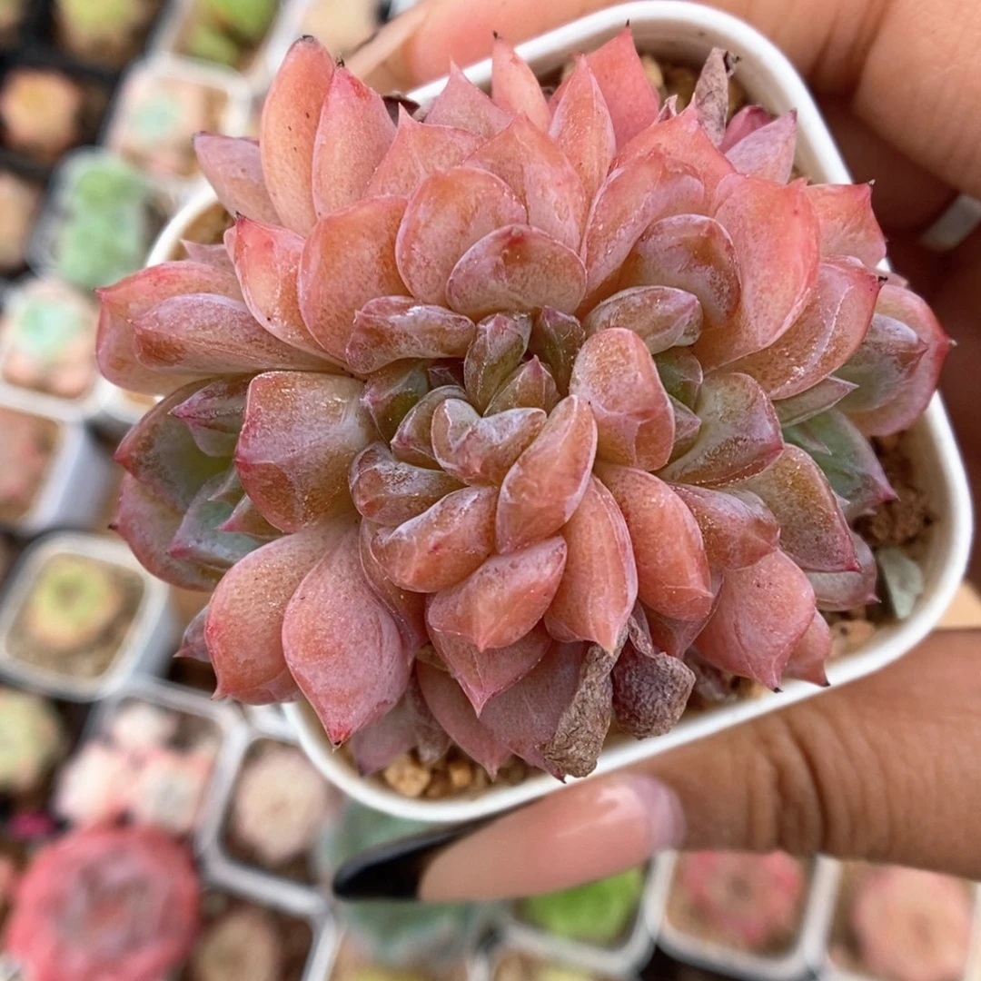 糖心朵朵缀化464号