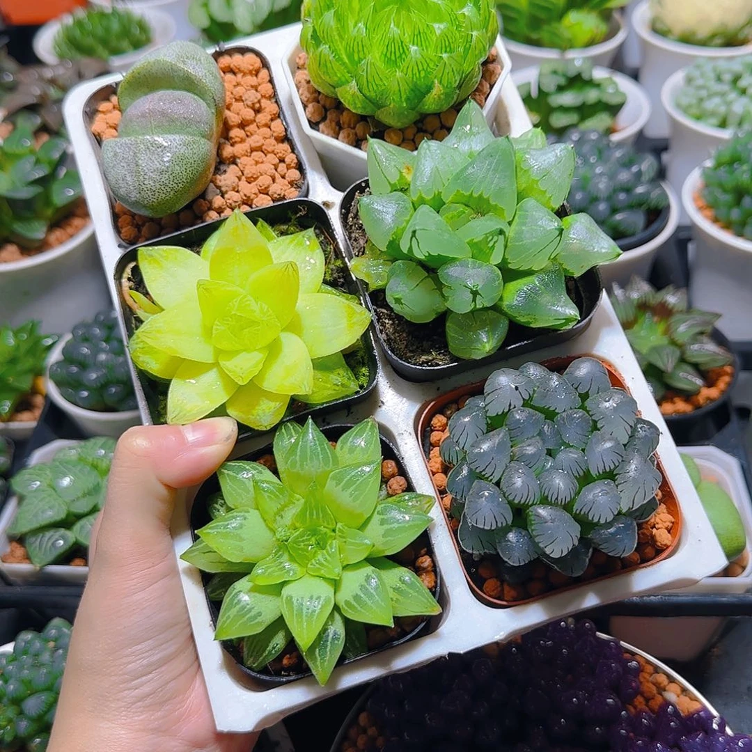 玉露六件套多肉，原盆