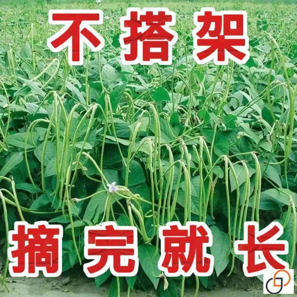 （全店满5包包邮）【摘不败】无架长豆角种子爬藤抗病长豆角蔬菜种籽