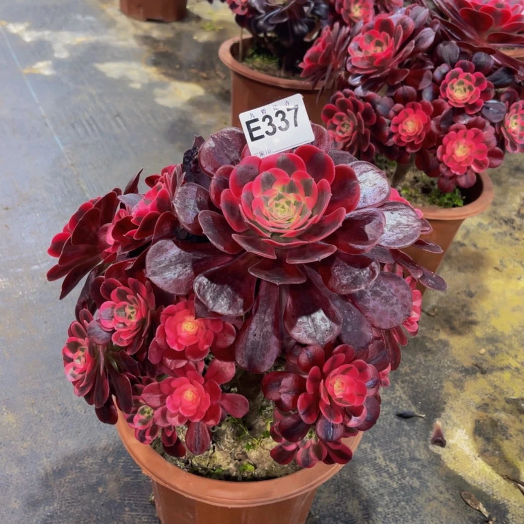 【闪购商品】33700