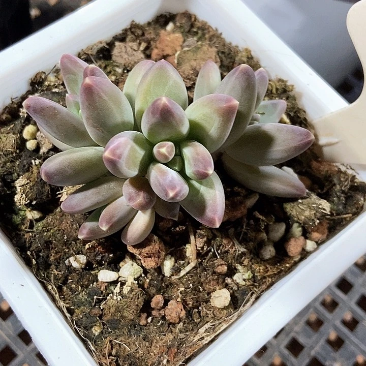 多肉植物慕思美人2001