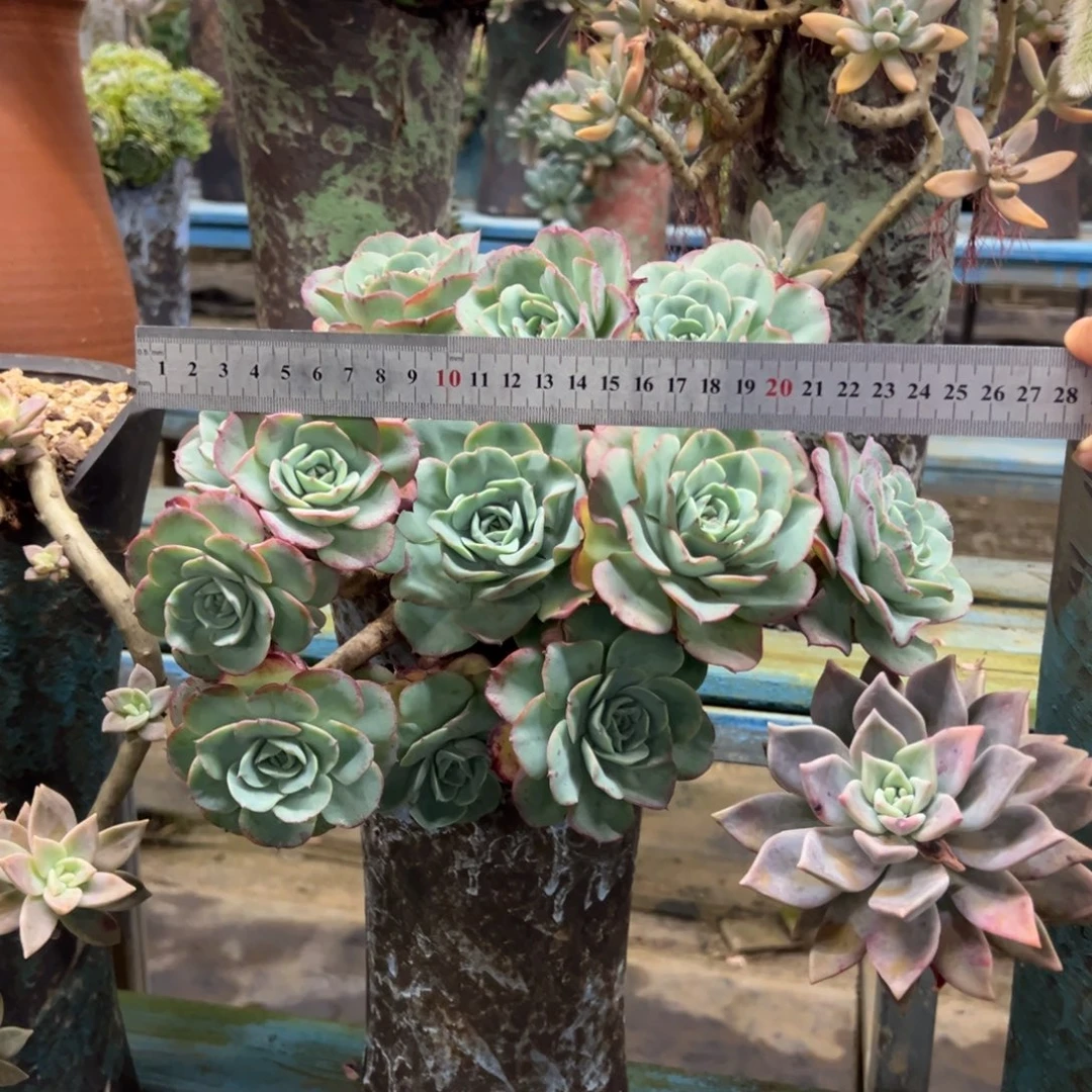 露养老桩脱土裸根奶油黄桃