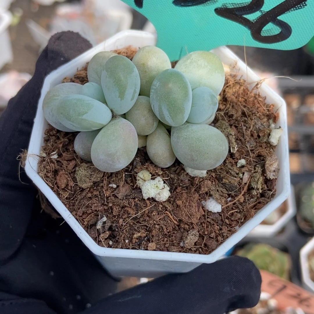 7326彩虹奶多肉植物