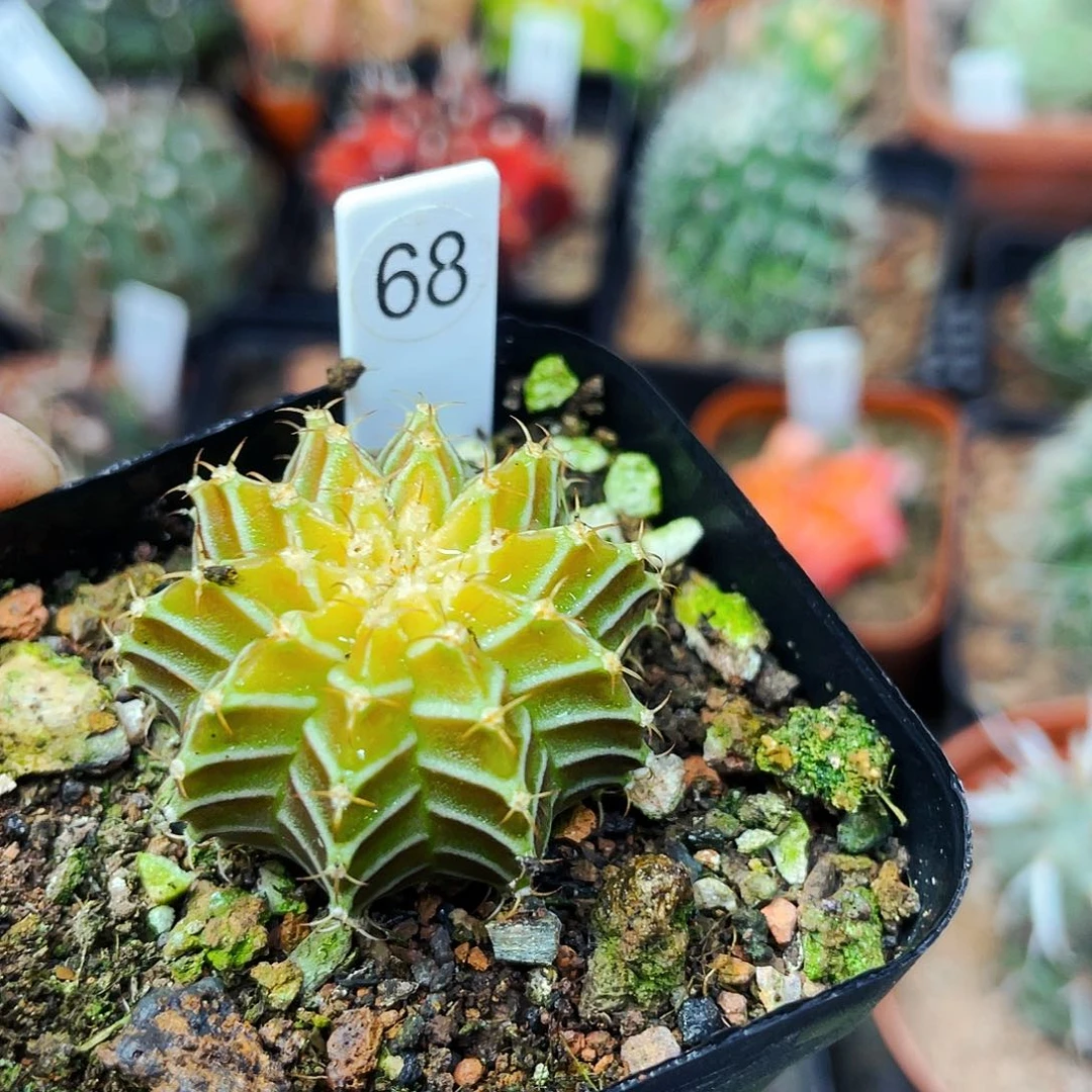 永****梓非偏远地区满25包邮仙人球