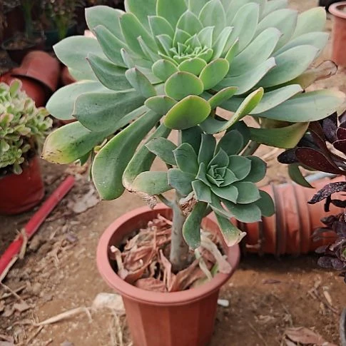 翡翠城法师加急9