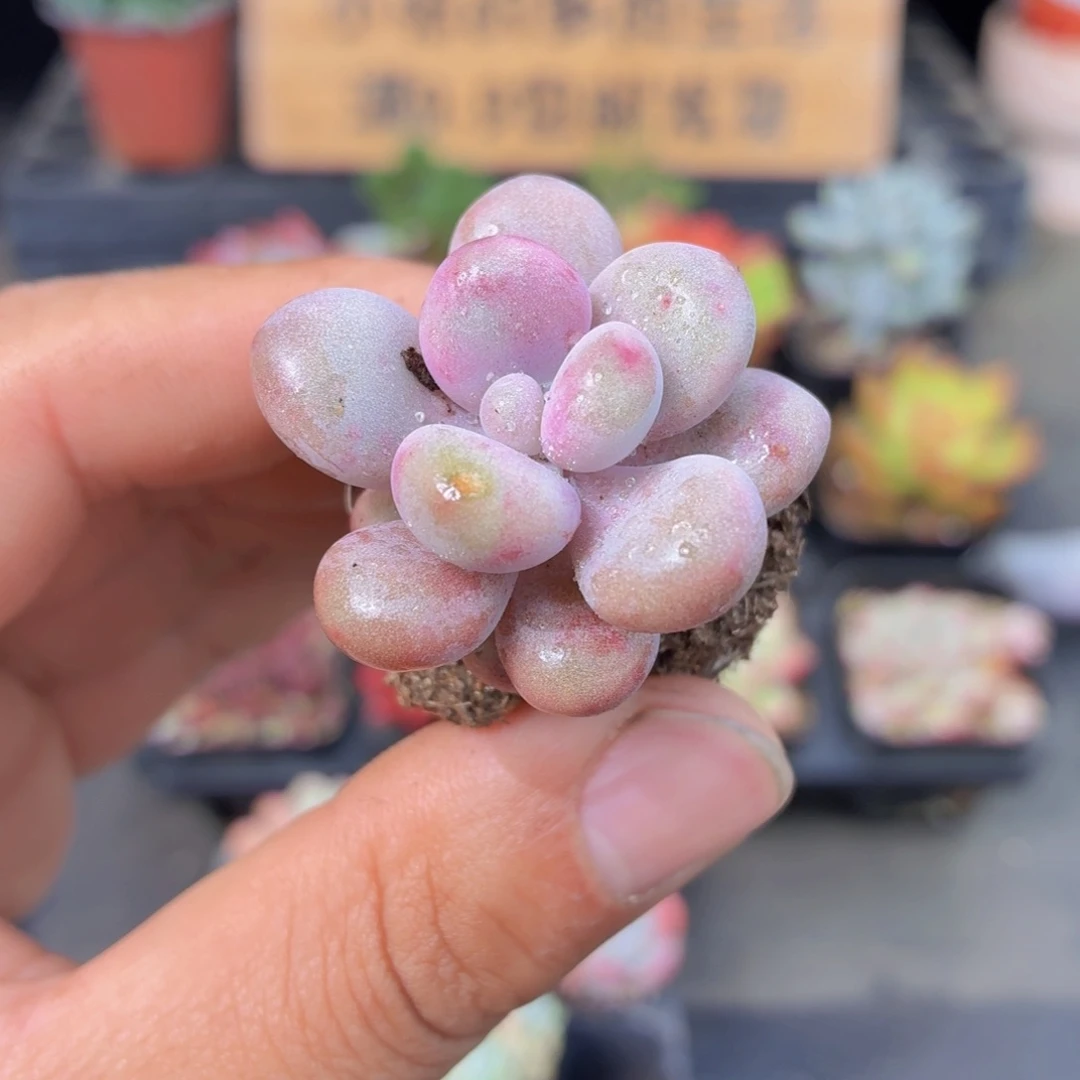 桃蛋多肉9.9包邮发货