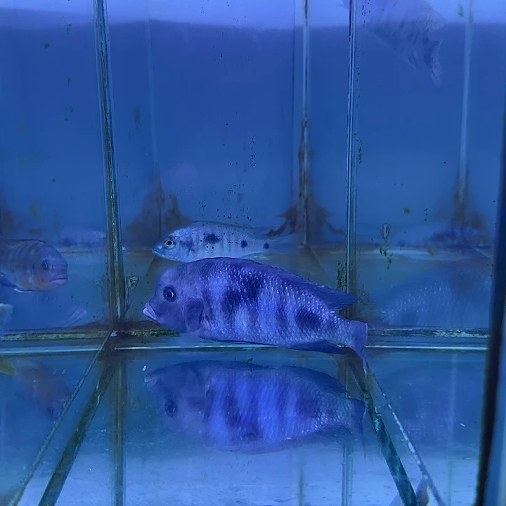 ****.海水鱼151号111111